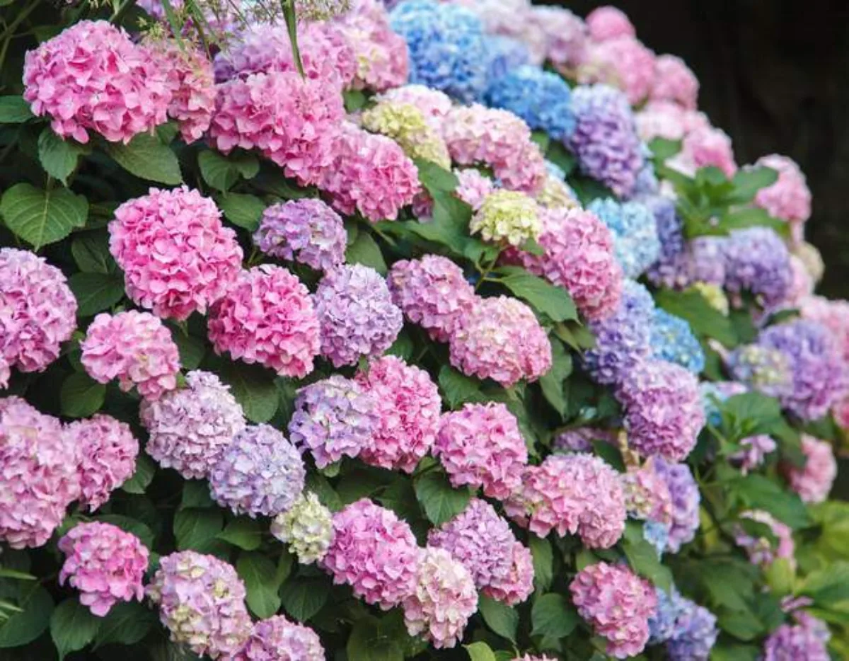 Hortensia